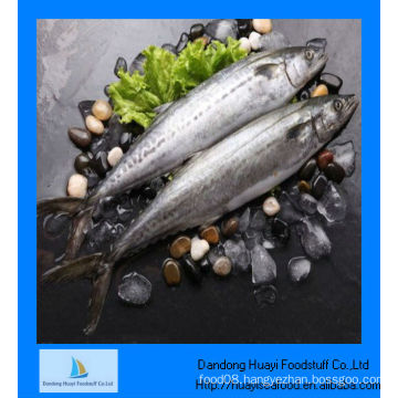 scientific name of mackerel fish